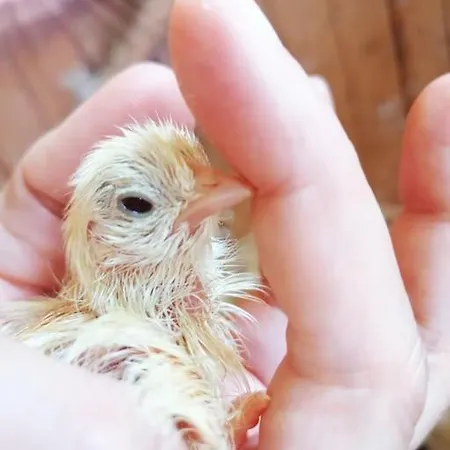 Apartment Haus Gruenfels *