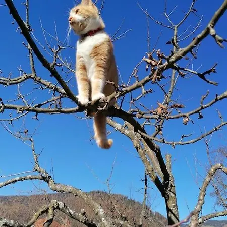 Apartment Haus Gruenfels Murau