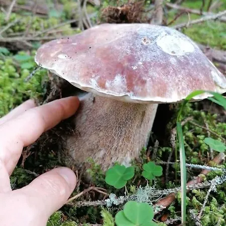 Apartament Haus Gruenfels *