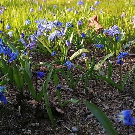 Haus Gruenfels Apartament