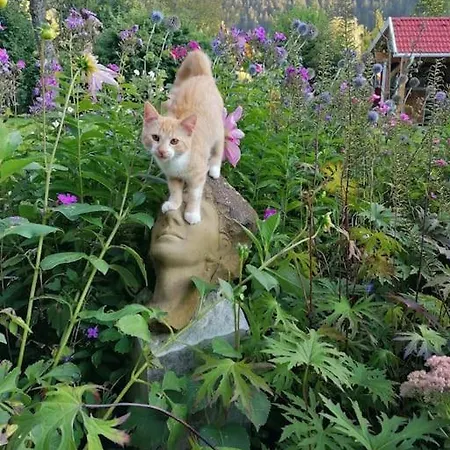 Haus Gruenfels Appartamento *