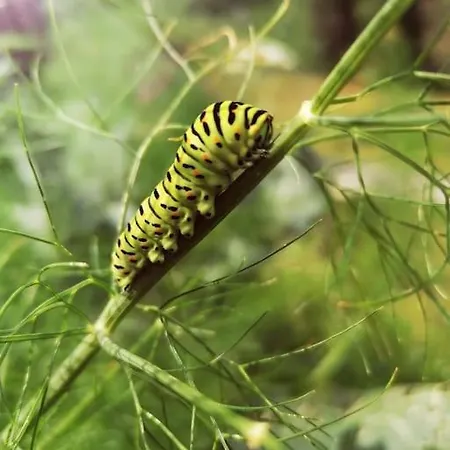 Haus Gruenfels Appartamento