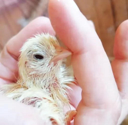 Daire Haus Gruenfels *