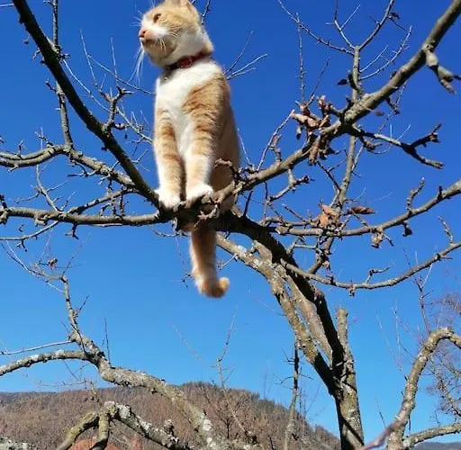 公寓 Haus Gruenfels 穆劳