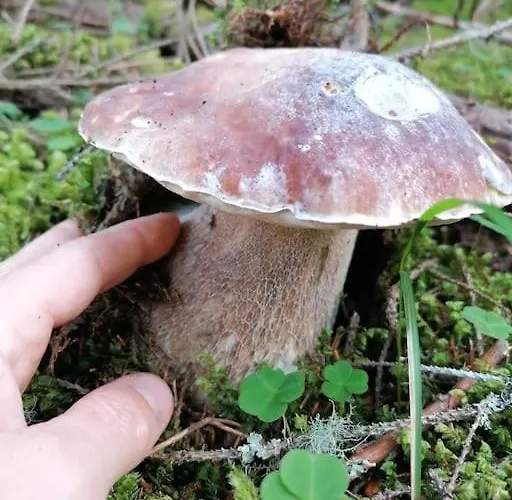 公寓 Haus Gruenfels *