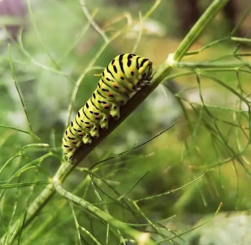 Haus Gruenfels Daire